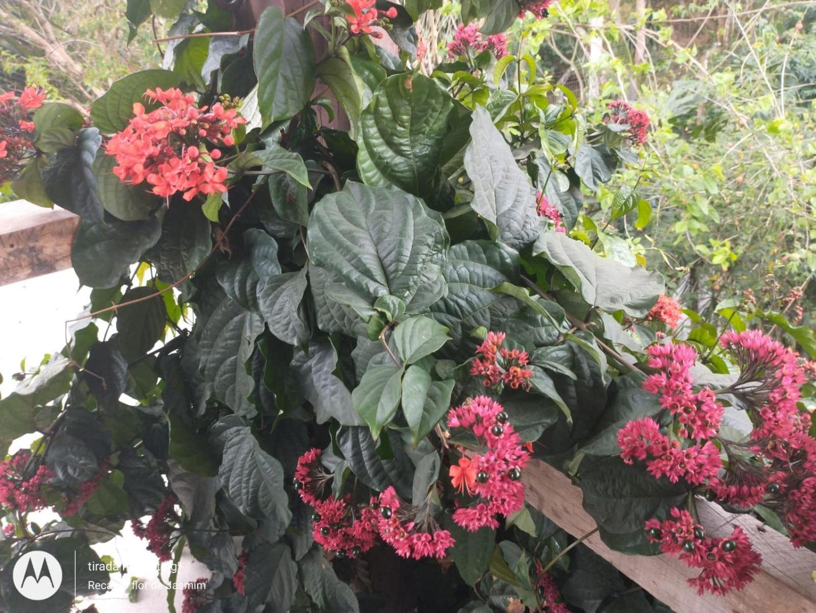 Recanto Flor De Jasmim *